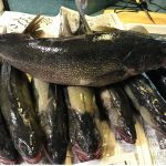 Fishing Charter in WNY